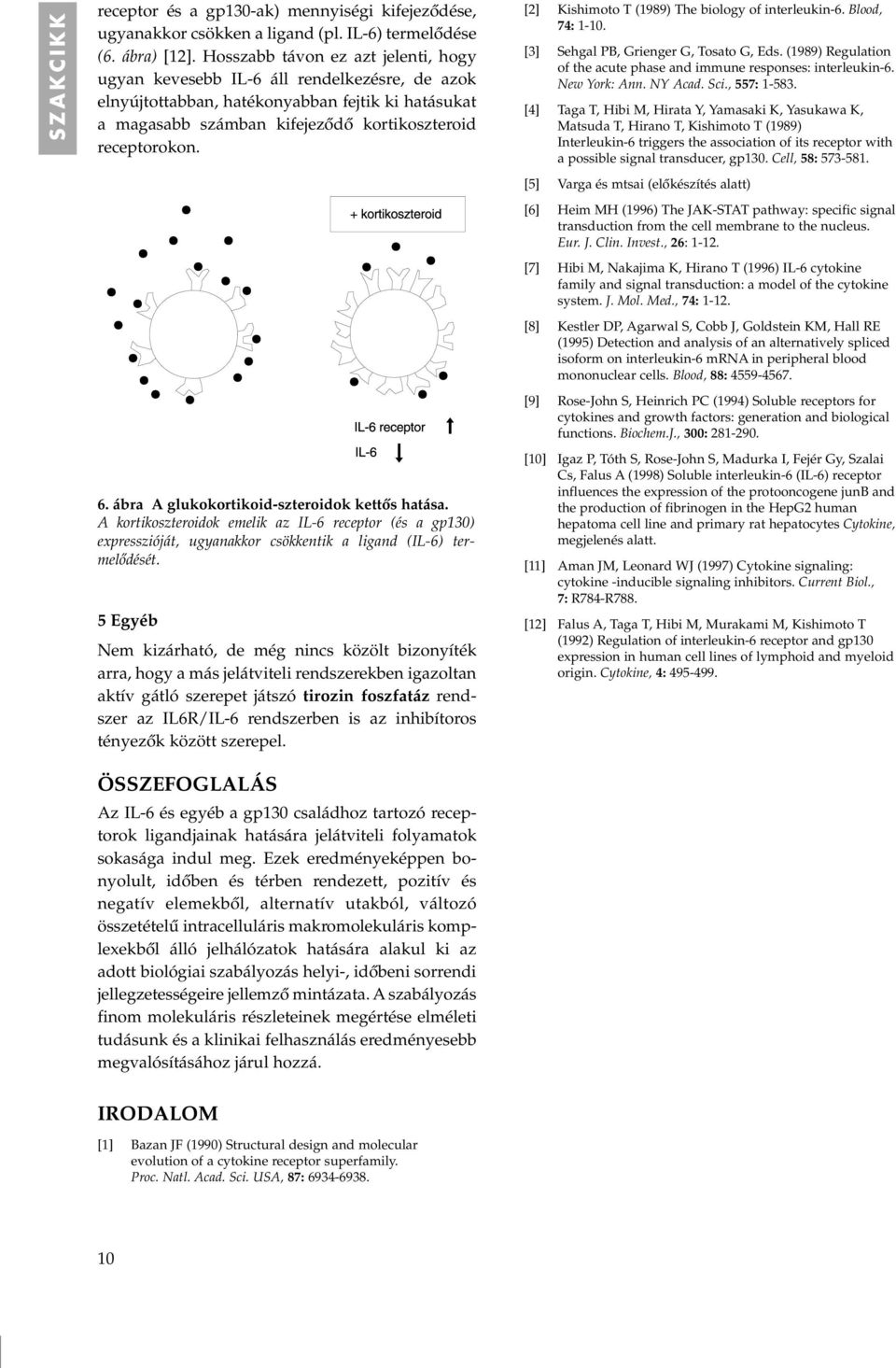ábra A glukokortikoid-szteroidok kettôs hatása. A kortikoszteroidok emelik az IL-6 receptor (és a gp130) expresszióját, ugyanakkor csökkentik a ligand (IL-6) termelôdését.