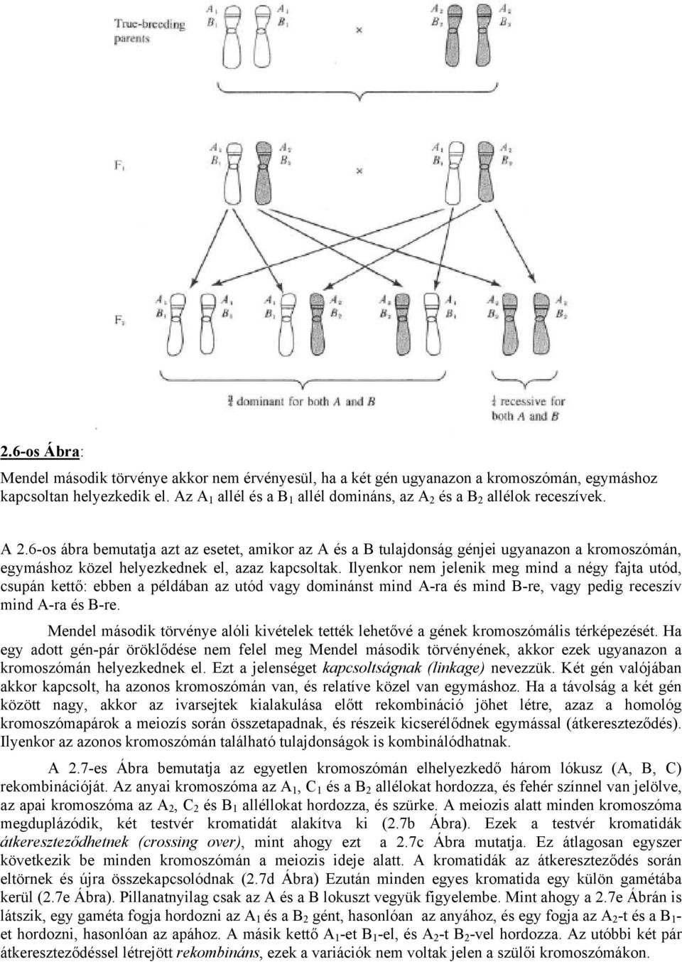 Ilyenkor nem jelenik meg mind a négy fajta utód, csupán kettő: ebben a példában az utód vagy dominánst mind A-ra és mind B-re, vagy pedig receszív mind A-ra és B-re.