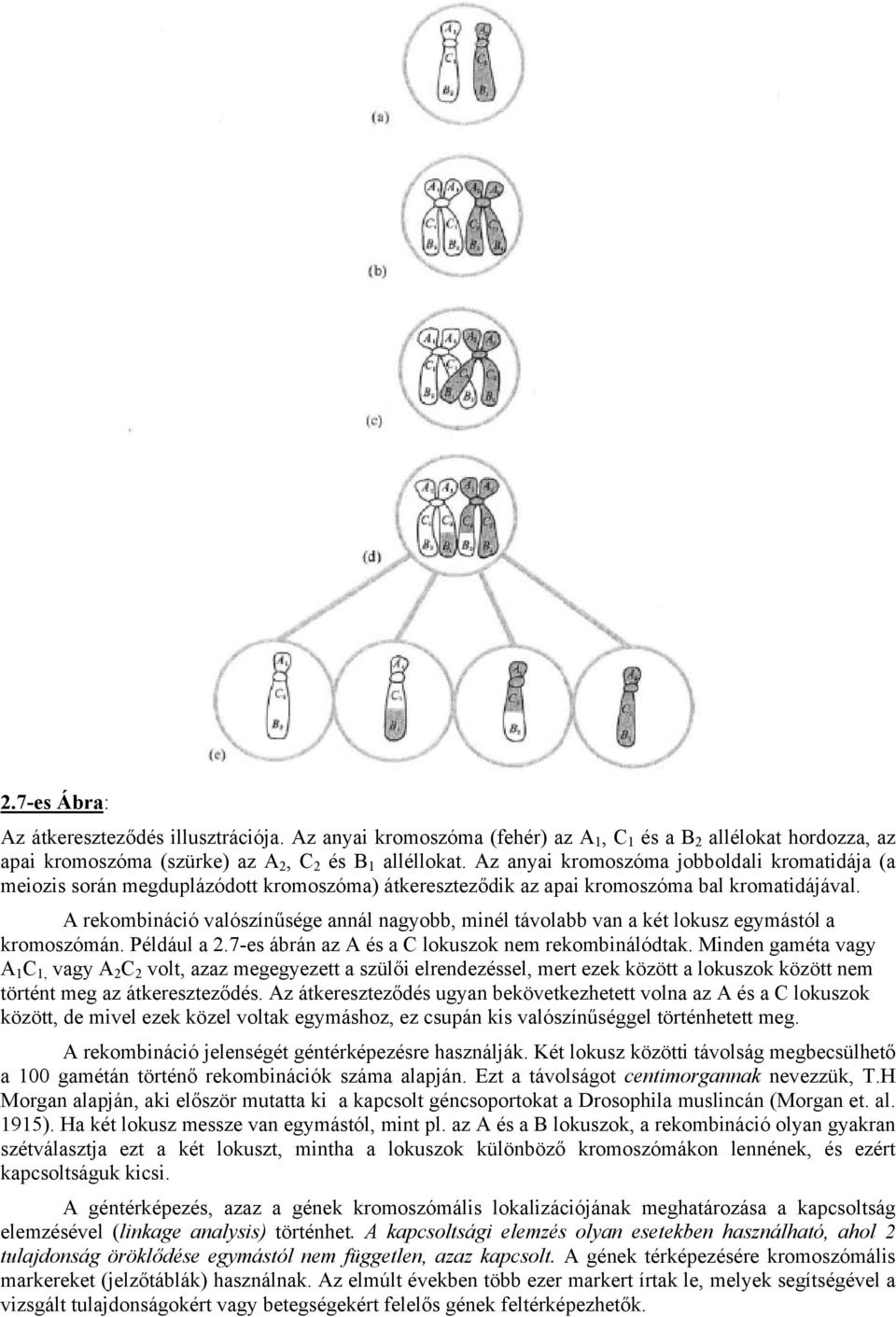 A rekombináció valószínűsége annál nagyobb, minél távolabb van a két lokusz egymástól a kromoszómán. Például a 2.7-es ábrán az A és a C lokuszok nem rekombinálódtak.