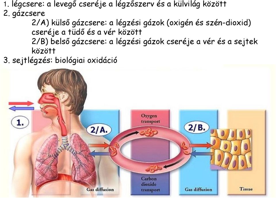 szén-dioxid) cseréje a tüdő és a vér között 2/B) belső gázcsere: a