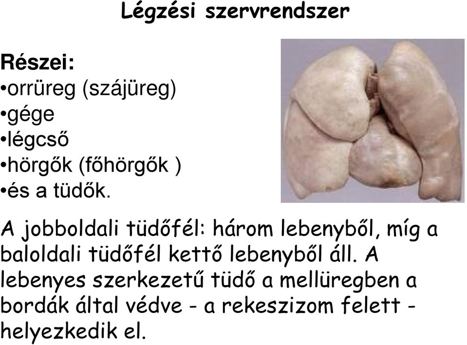 A jobboldali tüdőfél: három lebenyből, míg a baloldali tüdőfél kettő