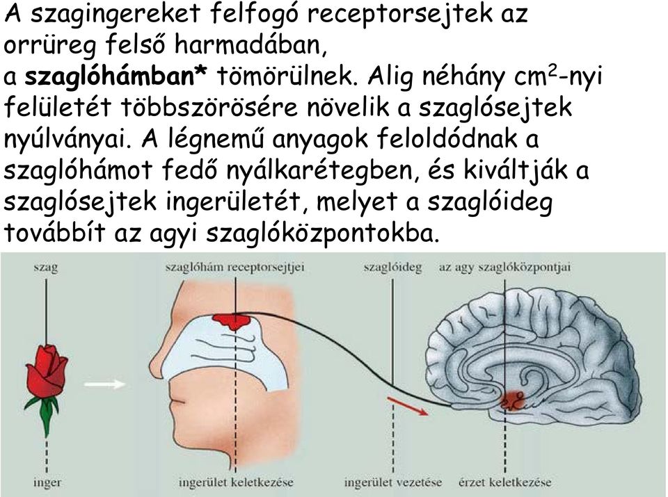 Alig néhány cm 2 -nyi felületét többszörösére növelik a szaglósejtek nyúlványai.