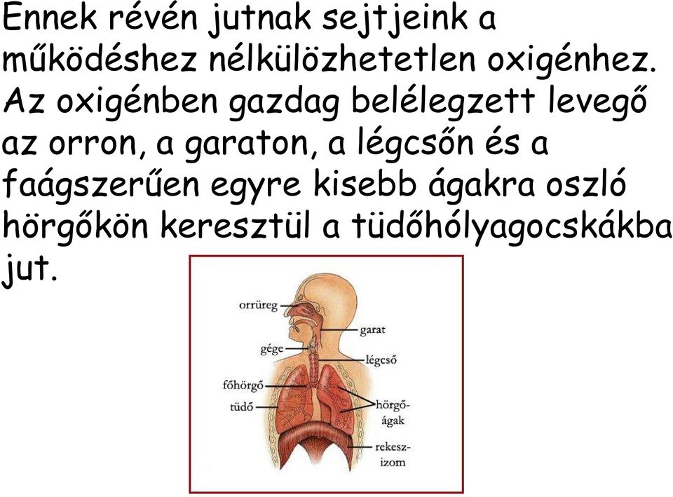 Az oxigénben gazdag belélegzett levegő az orron, a
