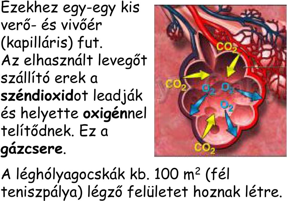 és helyette oxigénnel telítődnek. Ez a gázcsere.