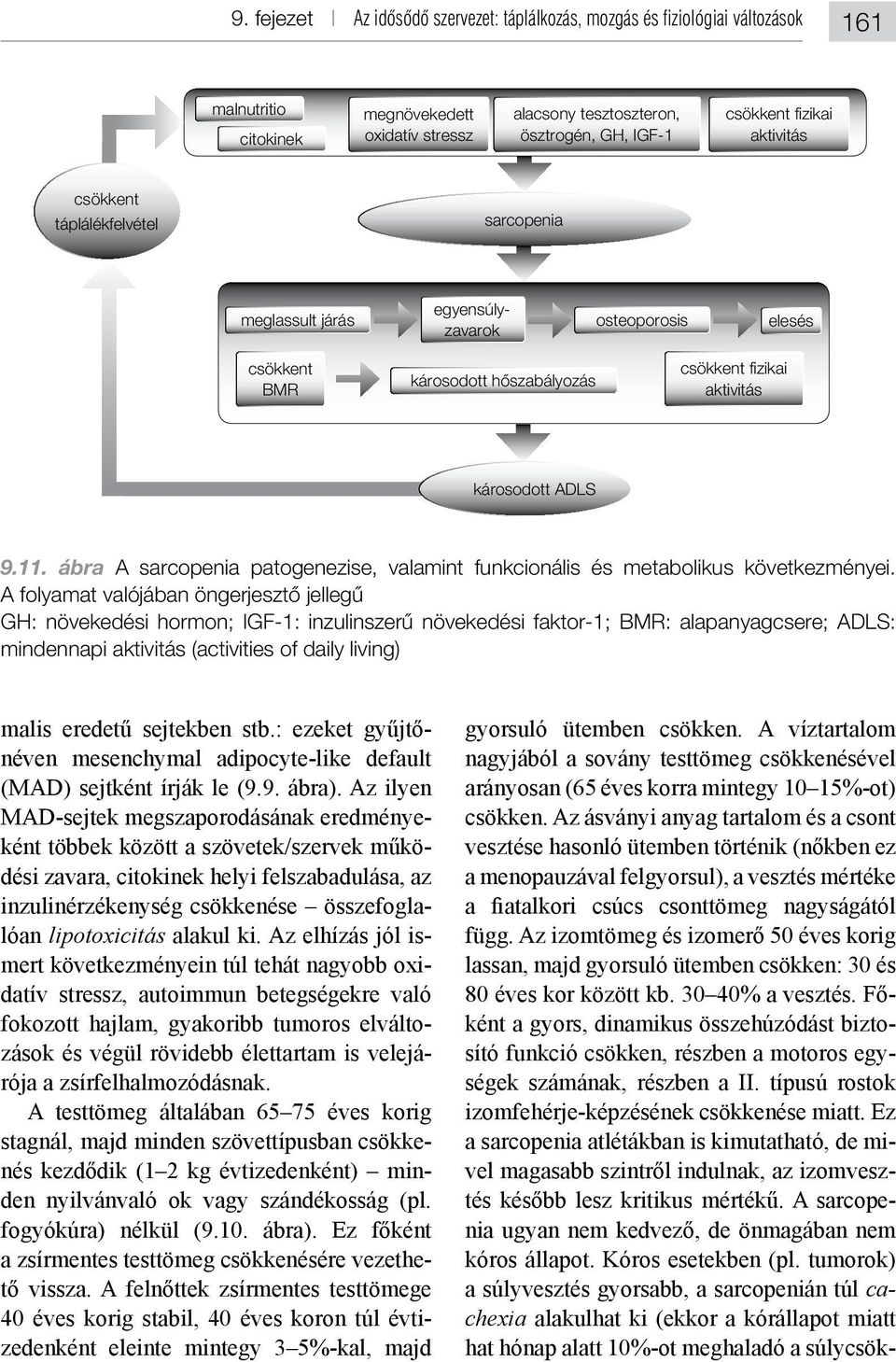 ábra A sarcopenia patogenezise, valamint funkcionális és metabolikus következményei.