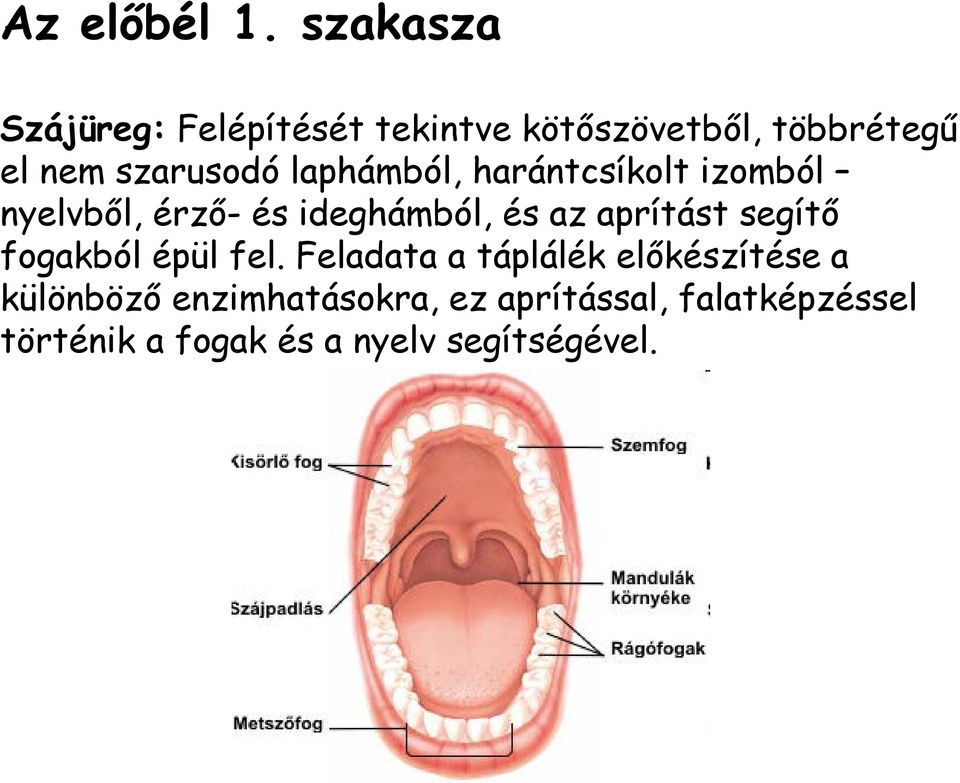 laphámból, harántcsíkolt izomból nyelvből, érző- és ideghámból, és az aprítást