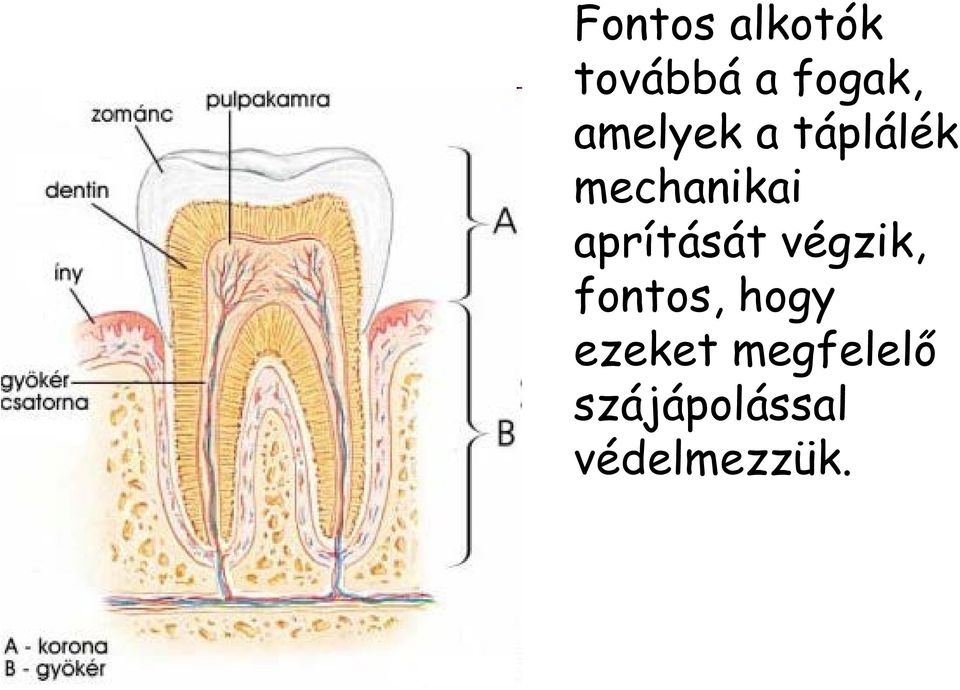aprítását végzik, fontos, hogy