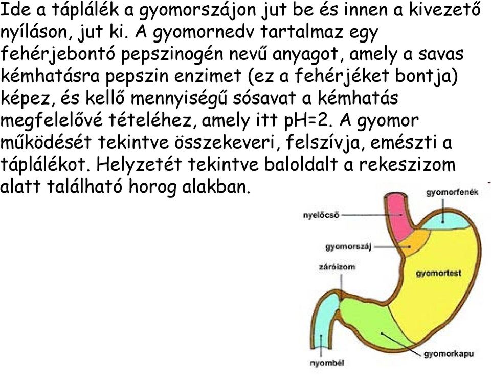 (ez a fehérjéket bontja) képez, és kellő mennyiségű sósavat a kémhatás megfelelővé tételéhez, amely itt ph=2.