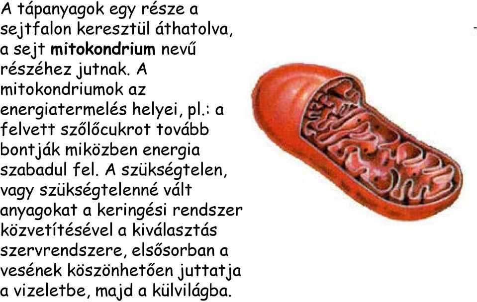 : a felvett szőlőcukrot tovább bontják miközben energia szabadul fel.
