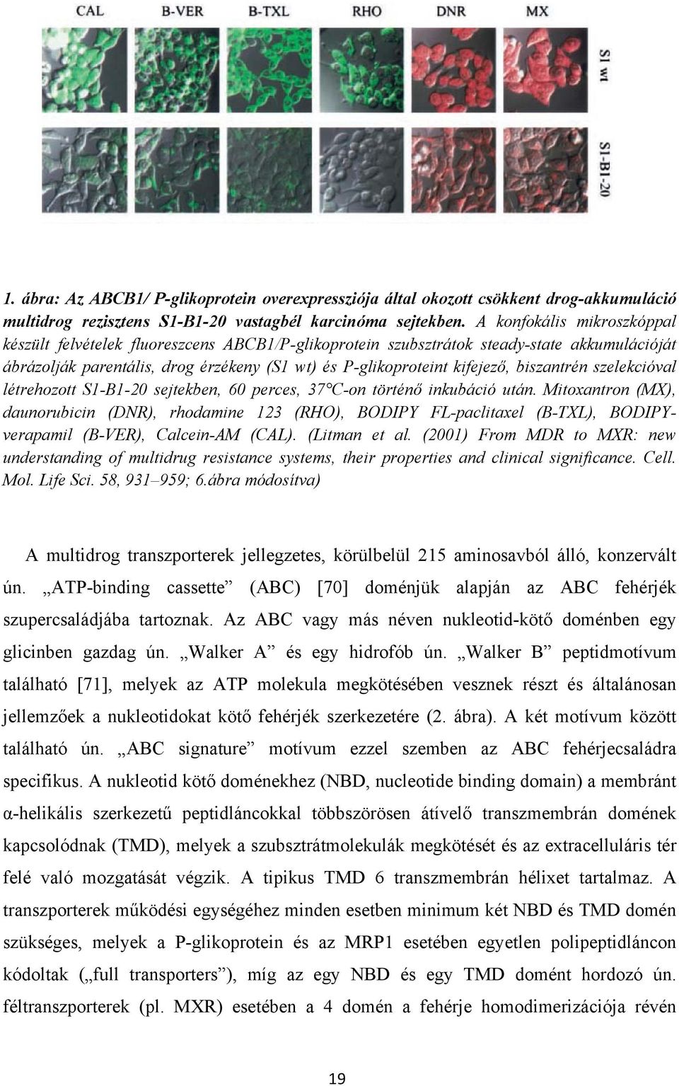 biszantrén szelekcióval létrehozott S1-B1-20 sejtekben, 60 perces, 37 C-on történő inkubáció után.