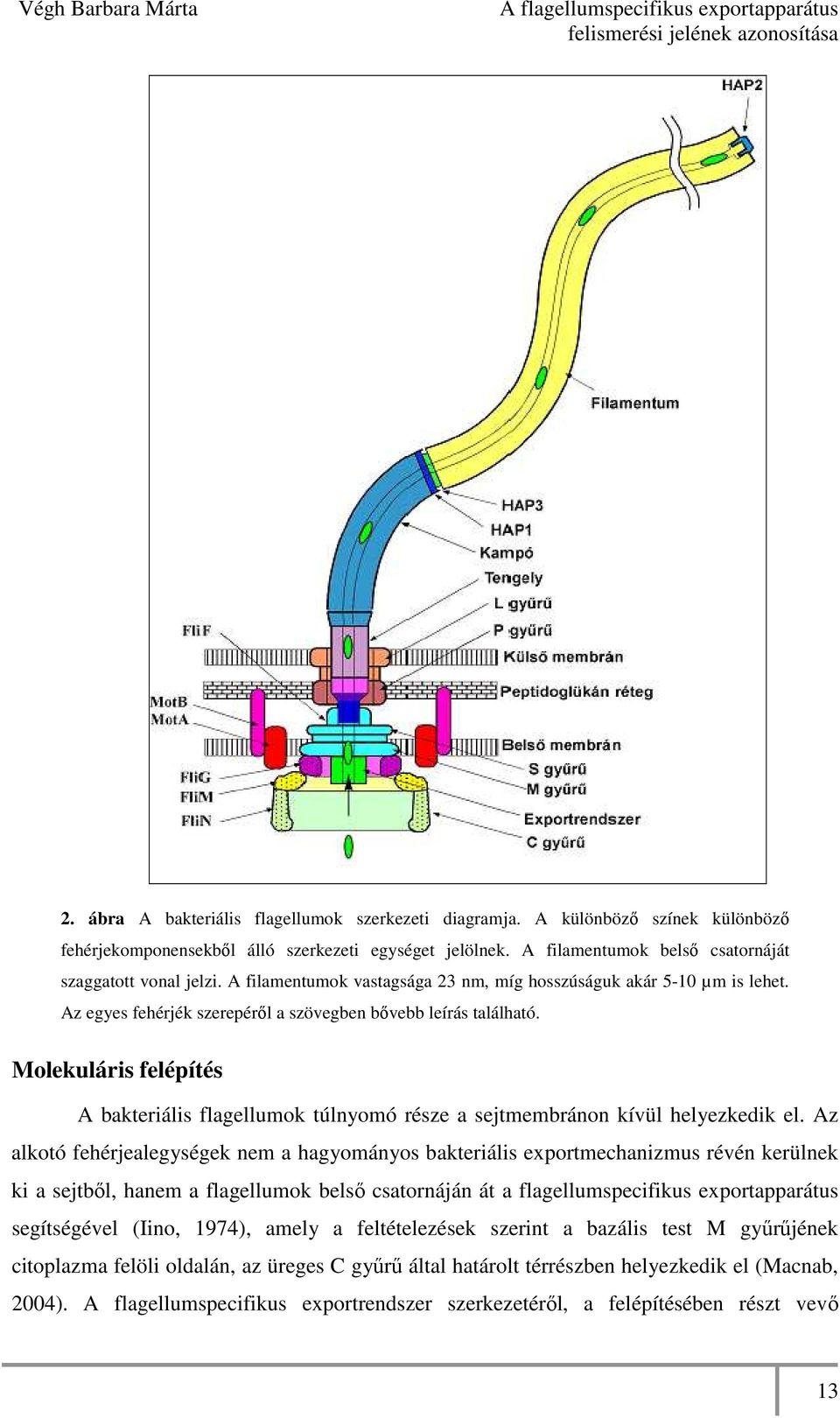Molekuláris felépítés A bakteriális flagellumok túlnyomó része a sejtmembránon kívül helyezkedik el.