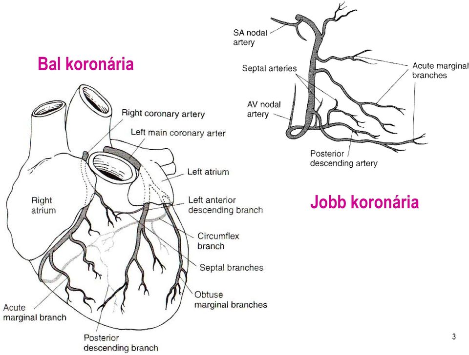 Jobb  3