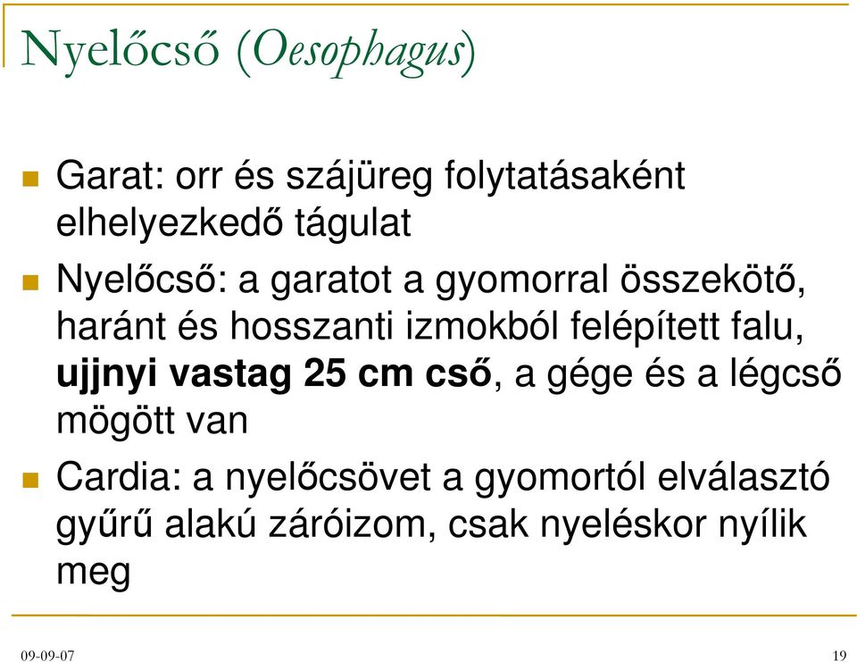 falu, ujjnyi vastag 25 cm cső, a gége és a légcső mögött van Cardia: a nyelőcsövet