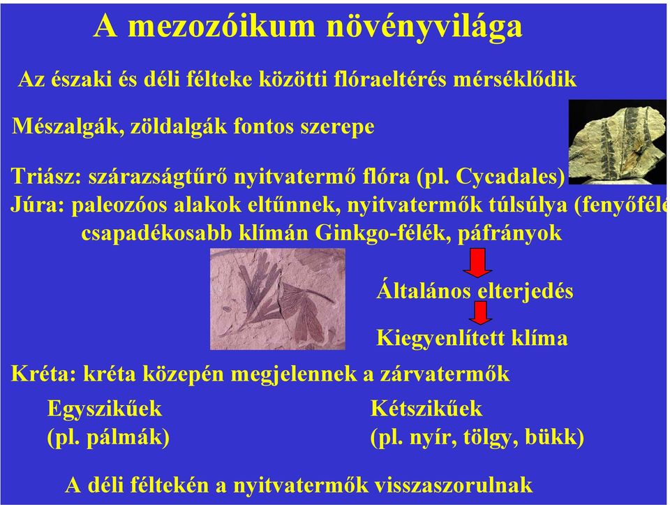 Cycadales) Júra: paleozóos alakok eltűnnek, nyitvatermők túlsúlya (fenyőfélé csapadékosabb klímán Ginkgo-félék,