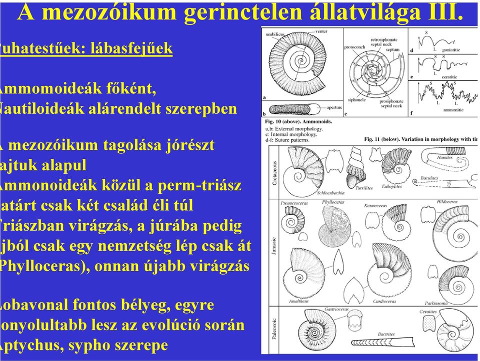 jórészt jtuk alapul mmonoideák közül a perm-triász atárt csak két család éli túl riászban virágzás, a