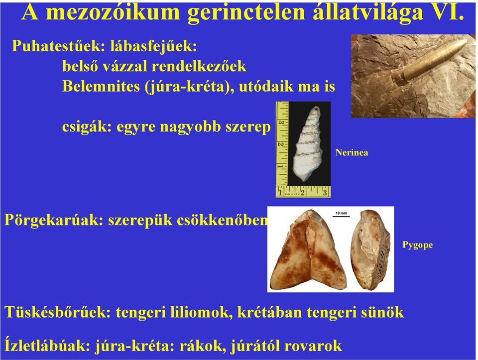 utódaik ma is csigák: egyre nagyobb szerep Nerinea Pörgekarúak: szerepük