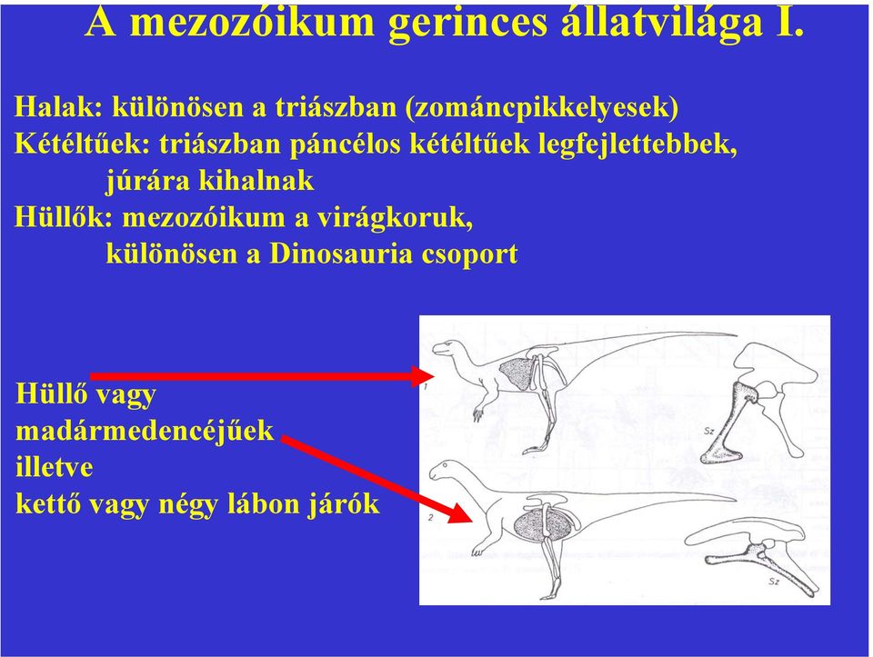 páncélos kétéltűek legfejlettebbek, júrára kihalnak Hüllők: mezozóikum