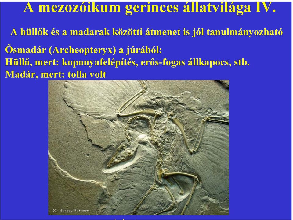 tanulmányozható Ősmadár (Archeopteryx) a júrából: