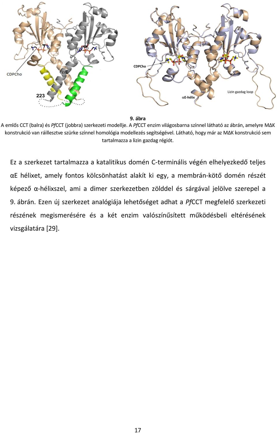 Látható, hogy már az MΔK konstrukció sem tartalmazza a lizin gazdag régiót.