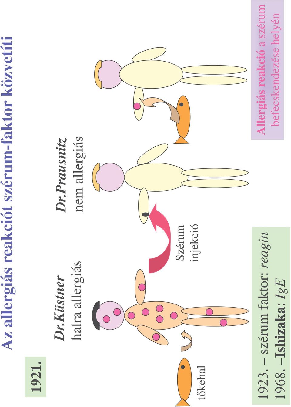 Prausnitz nem allergiás t kehal Szérum injekció 1923.