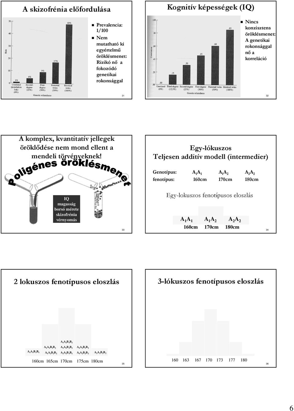 Egy-lókuszos Teljesen additív modell (intermedier) Genotípus: A 1 A 1 A 1 A 2 A 2 A 2 fenotípus: 160cm 170cm 180cm IQ magasság borsó mérete skizofrénia vérnyomás 33 Egy-lokuszos fenotípusos eloszlás