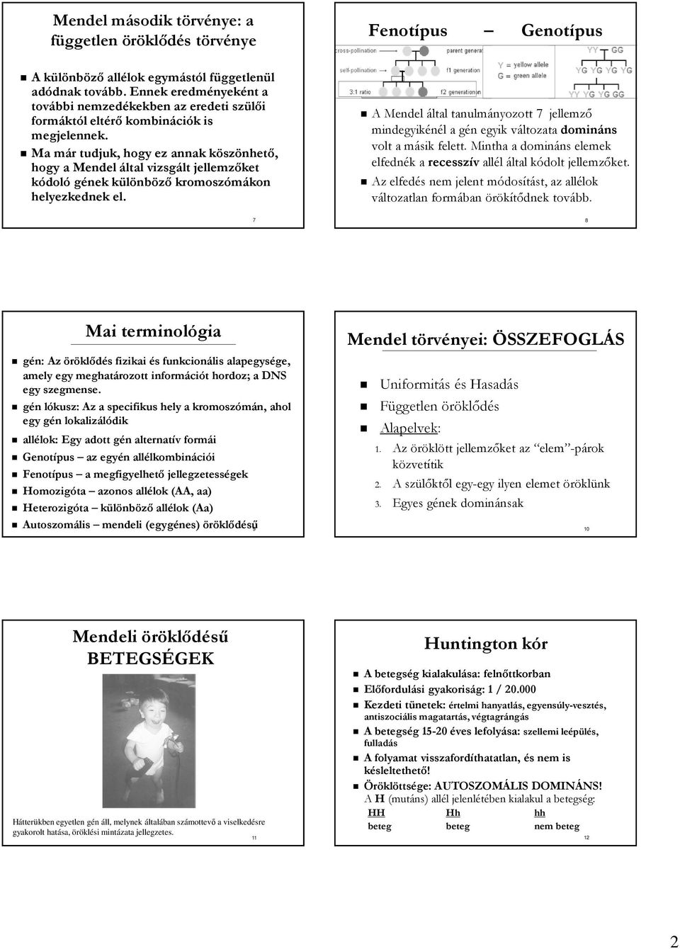 Ma már tudjuk, hogy ez annak köszönhető, hogy a Mendel által vizsgált jellemzőket kódoló gének különböző kromoszómákon helyezkednek el.