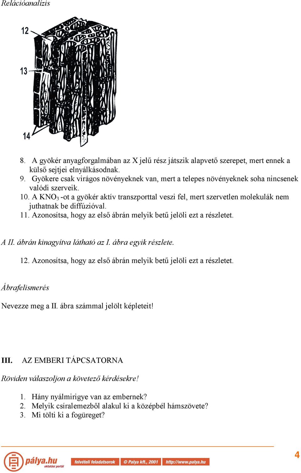 A KNO 3 -ot a gyökér aktív transzporttal veszi fel, mert szervetlen molekulák nem juthatnak be diffúzióval. 11. Azonosítsa, hogy az első ábrán melyik betű jelöli ezt a részletet. A II.