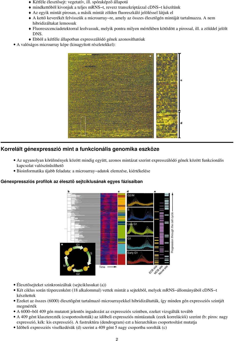 felvisszük a microarray re, amely az összes élesztõgén mintáját tartalmazza.