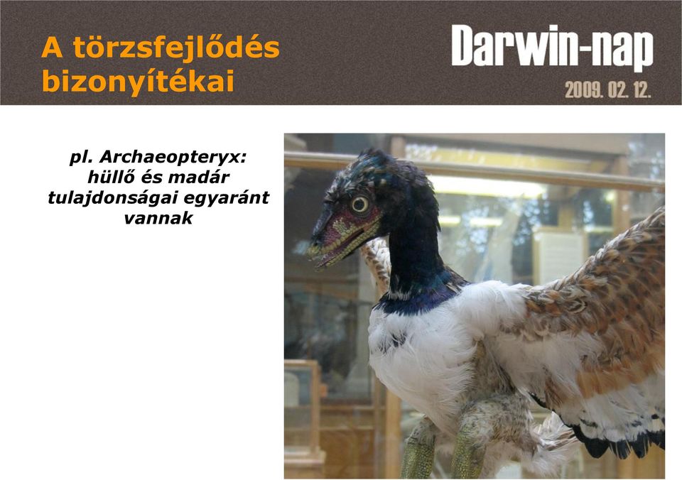 Archaeopteryx: hüllő