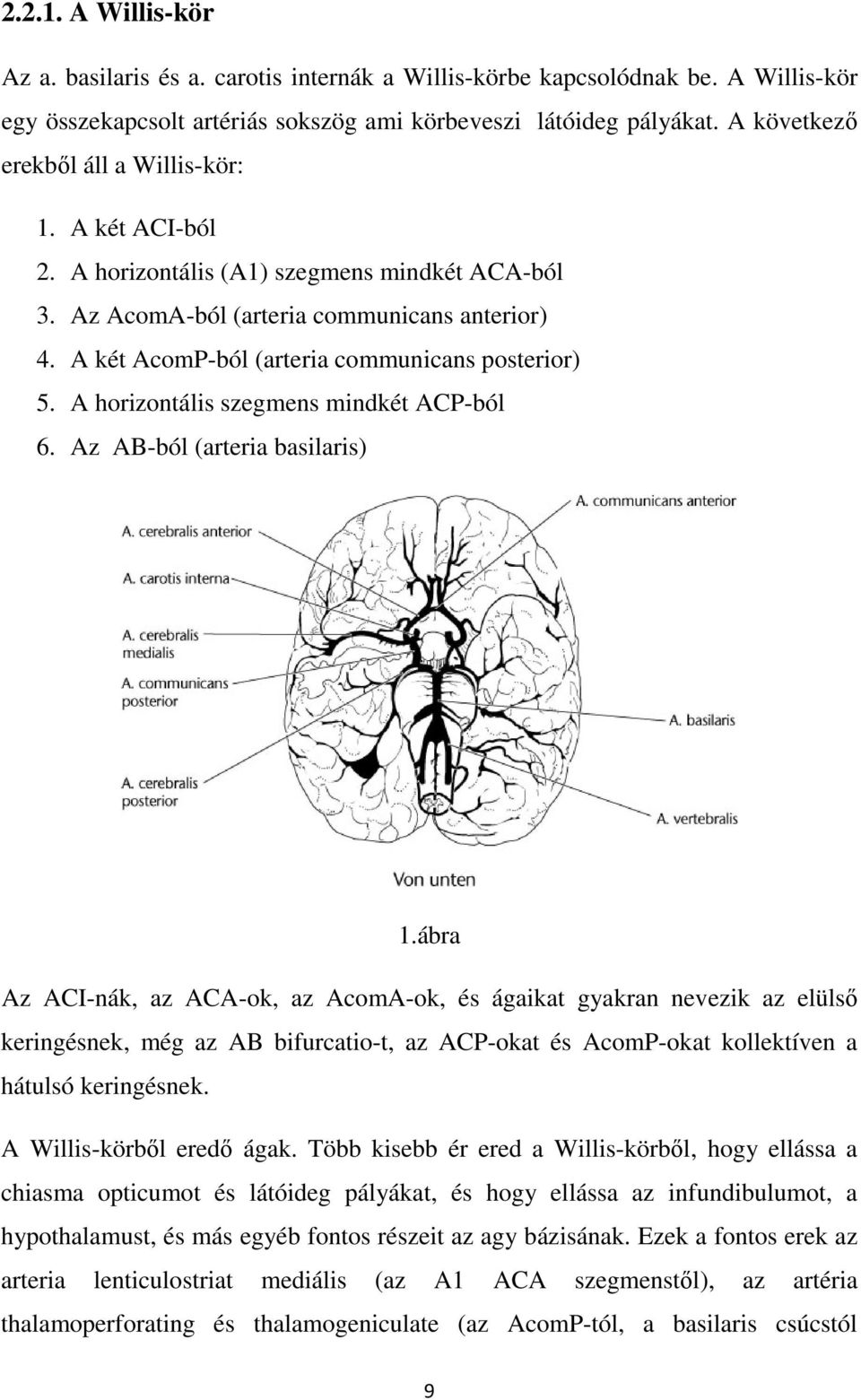 A két AcomP-ból (arteria communicans posterior) 5. A horizontális szegmens mindkét ACP-ból 6. Az AB-ból (arteria basilaris) 1.