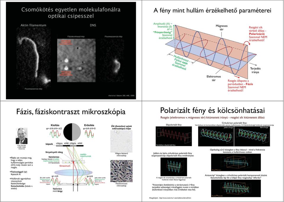 Fluoreszcencia Hullámhossz - Fizikai szín Szemmel érzékelhető Elektromos tér Rezgés állapota a periódusban - Fázis Szemmel NEM érzékelhető! Terjedés iránya Arai et al. Nature 399, 446, 1999.