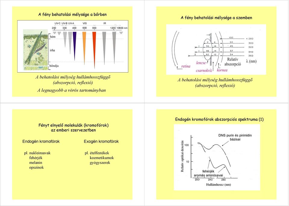 Fényt elnyelő molekulák (kromofórok) az emberi szervezetben Endogén kromofórok pl. nukleinsavak fehérjék melanin opszinok Exogén kromofórok pl.