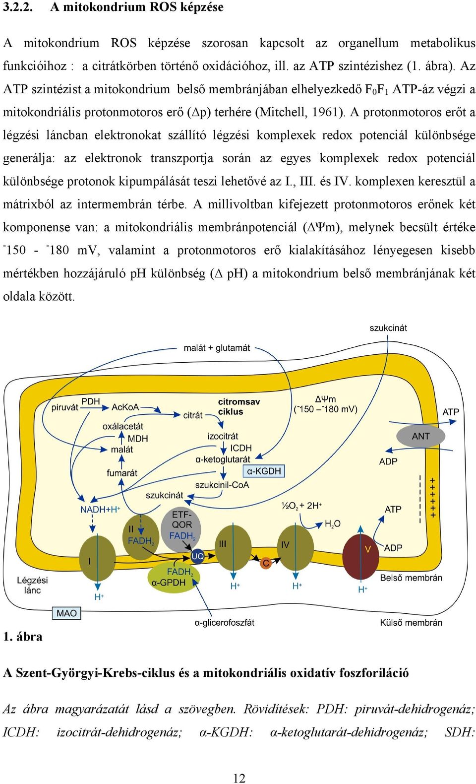 A protonmotoros erőt a légzési láncban elektronokat szállító légzési komplexek redox potenciál különbsége generálja: az elektronok transzportja során az egyes komplexek redox potenciál különbsége