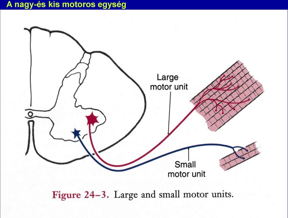 motoros