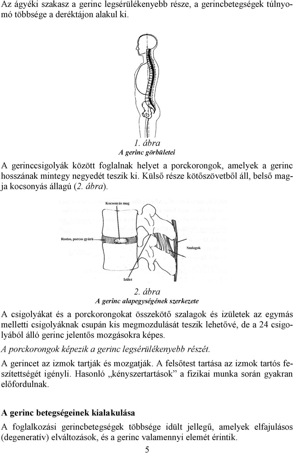 Külső része kötőszövetből áll, belső magja kocsonyás állagú (2. ábra). 2.