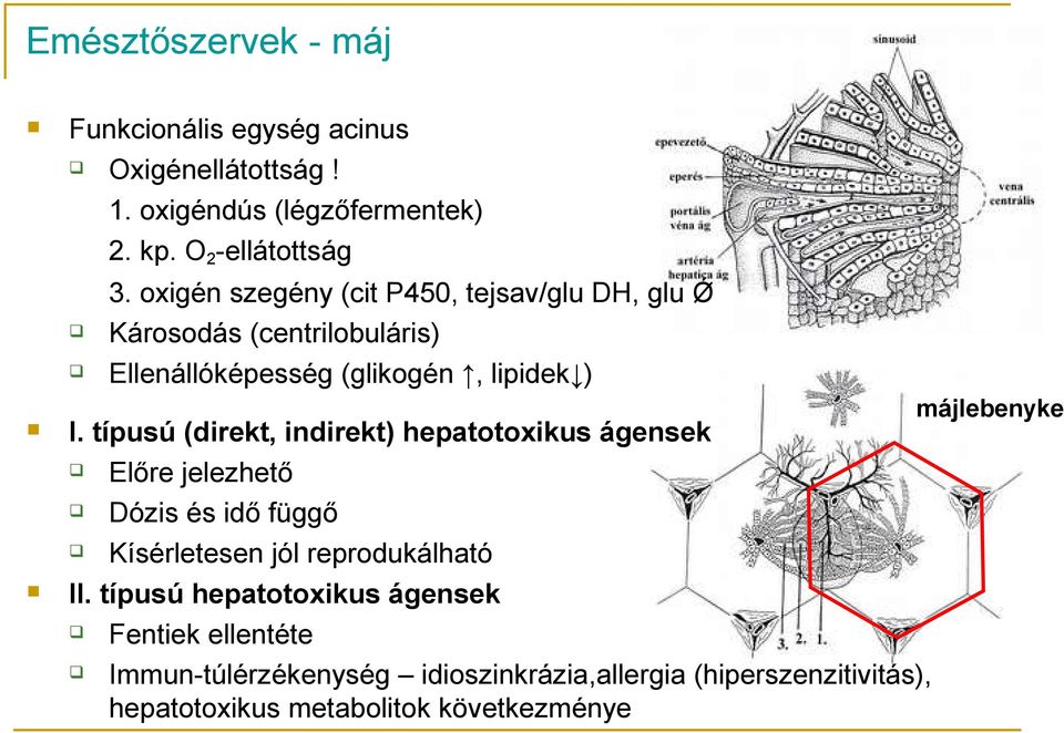 típusú (direkt, indirekt) hepatotoxikus ágensek Előre jelezhető Dózis és idő függő Kísérletesen jól reprodukálható II.