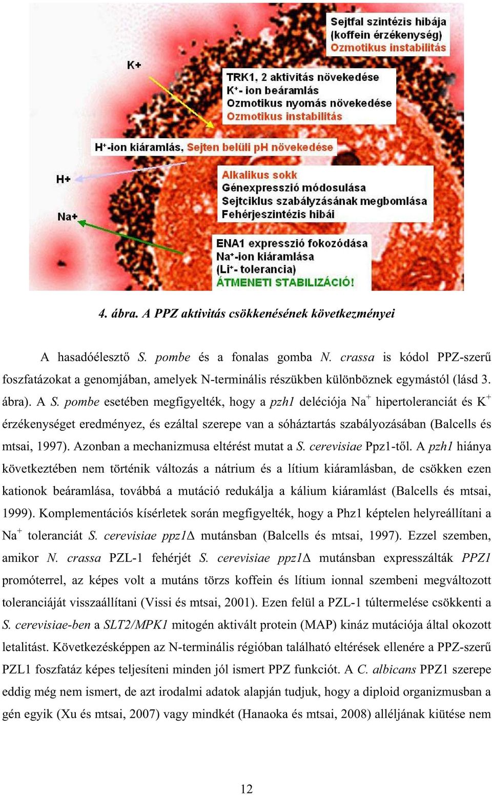 pombe esetében megfigyelték, hogy a pzh1 deléciója Na + hipertoleranciát és K + érzékenységet eredményez, és ezáltal szerepe van a sóháztartás szabályozásában (Balcells és mtsai, 1997).