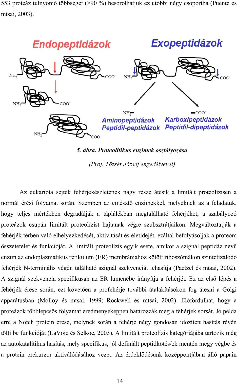 Szemben az emészt enzimekkel, melyeknek az a feladatuk, hogy teljes mértékben degradálják a táplálékban megtalálható fehérjéket, a szabályozó proteázok csupán limitált proteolízist hajtanak végre