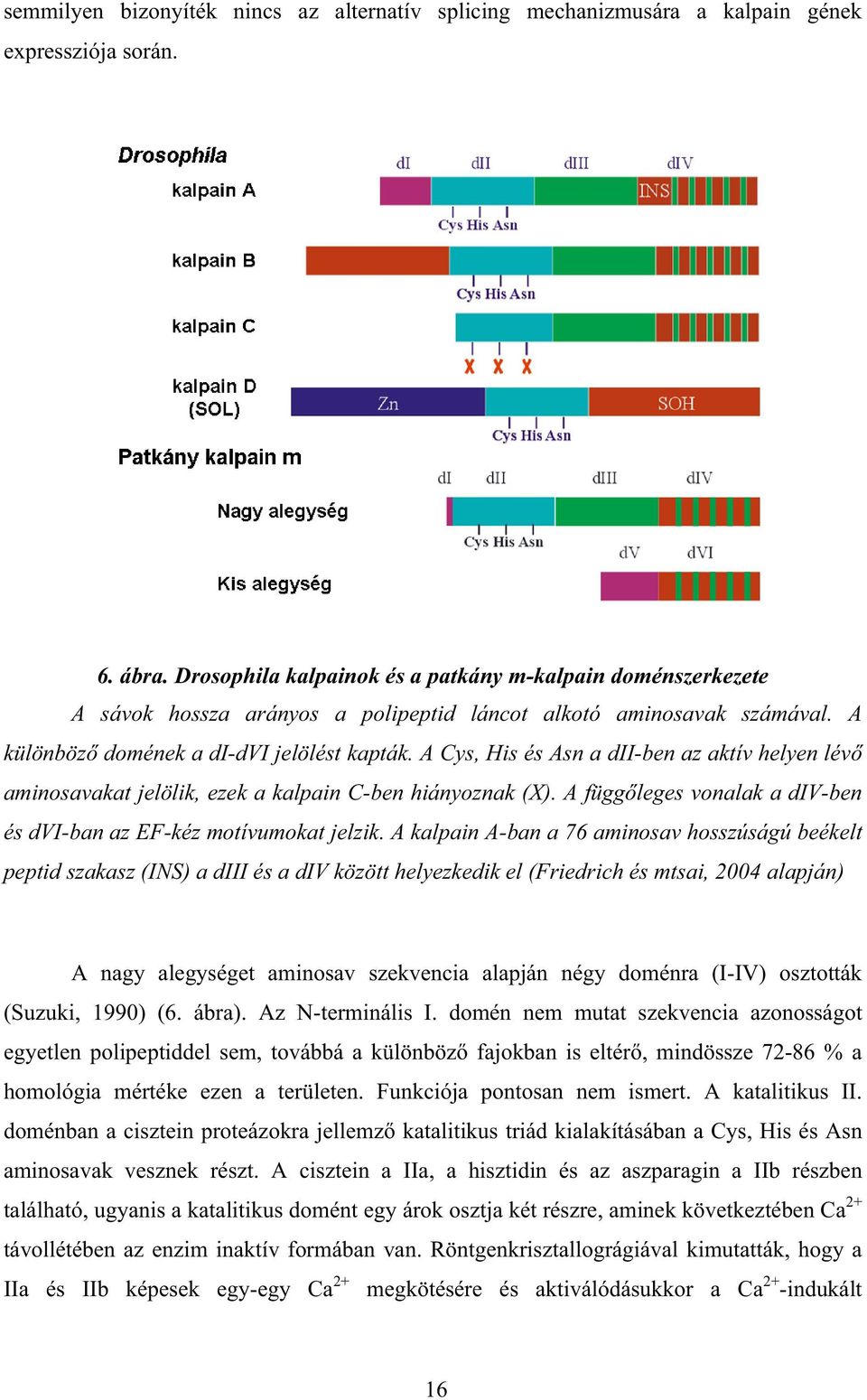 A Cys, His és Asn a dii-ben az aktív helyen lév aminosavakat jelölik, ezek a kalpain C-ben hiányoznak (X). A függ leges vonalak a div-ben és dvi-ban az EF-kéz motívumokat jelzik.