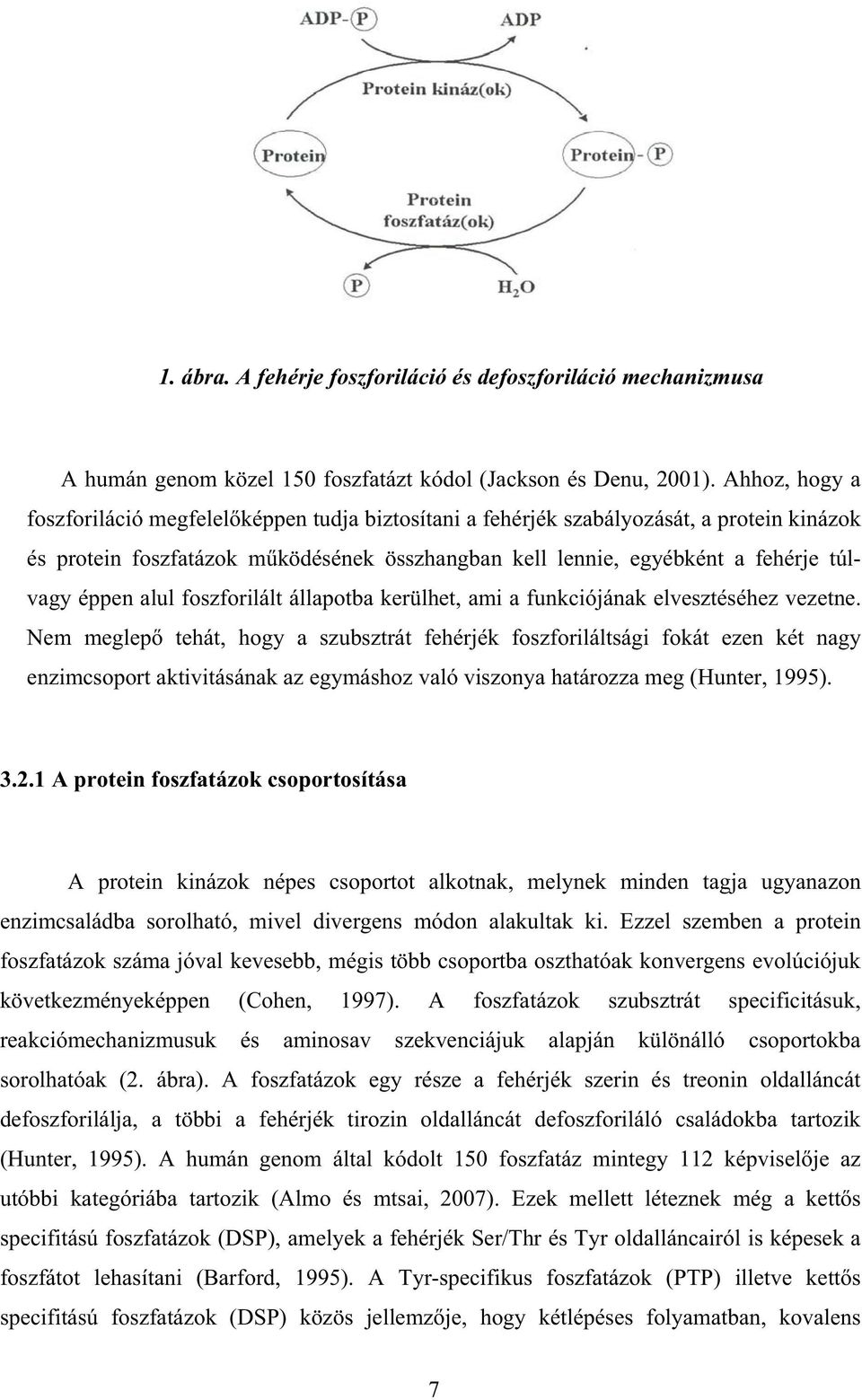 alul foszforilált állapotba kerülhet, ami a funkciójának elvesztéséhez vezetne.