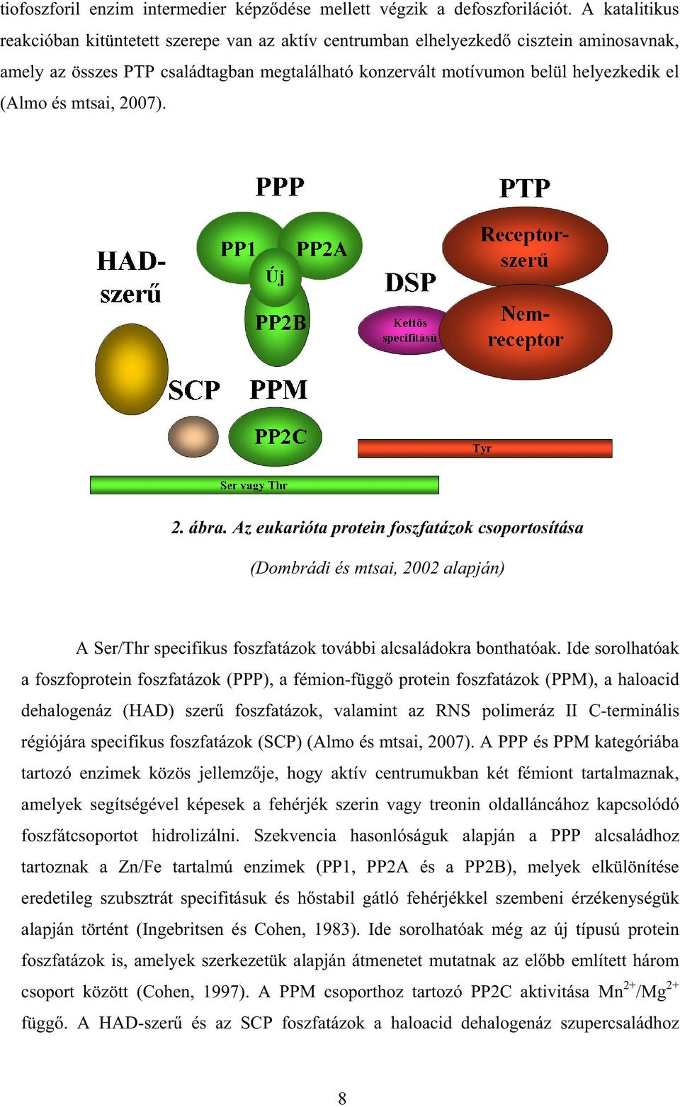 mtsai, 2007). 2. ábra. Az eukarióta protein foszfatázok csoportosítása (Dombrádi és mtsai, 2002 alapján) A Ser/Thr specifikus foszfatázok további alcsaládokra bonthatóak.