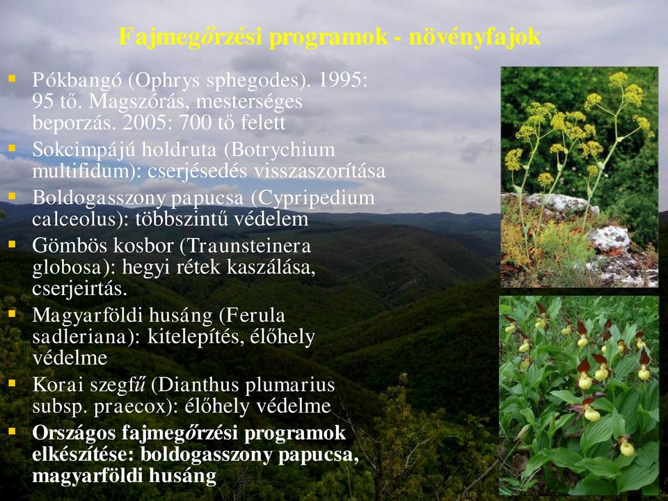 többszintű védelem Gömbös kosbor (Traunsteinera globosa): hegyi rétek kaszálása, cserjeirtás.