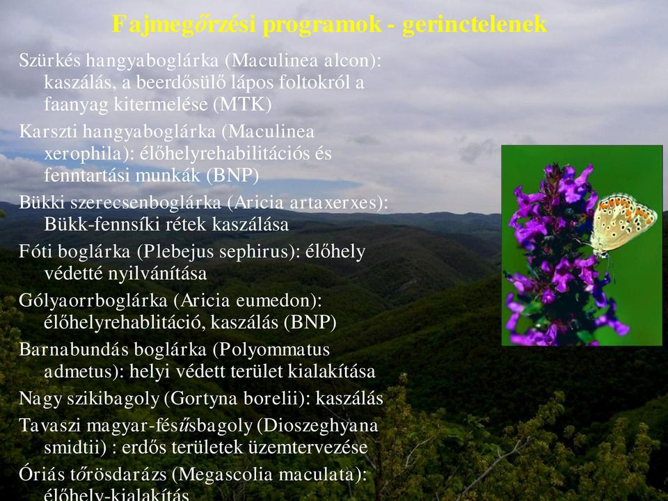 sephirus): élőhely védetté nyilvánítása Gólyaorrboglárka (Aricia eumedon): élőhelyrehablitáció, kaszálás (BNP) Barnabundás boglárka (Polyommatus admetus): helyi védett