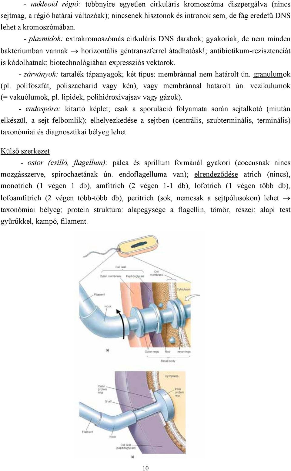 ; antibiotikum-rezisztenciát is kódolhatnak; biotechnológiában expressziós vektorok. - zárványok: tartalék tápanyagok; két típus: membránnal nem határolt ún. granulumok (pl.