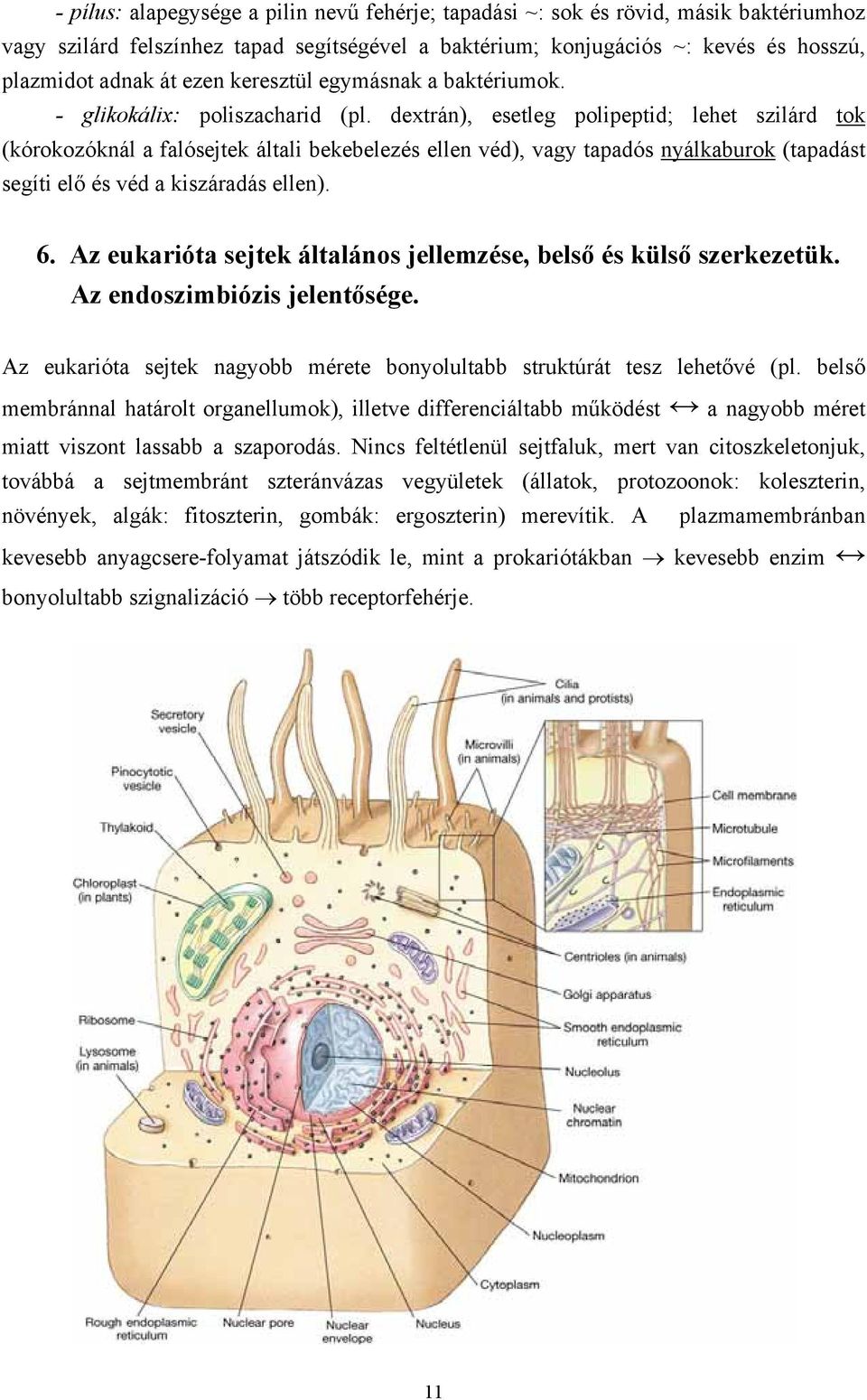 dextrán), esetleg polipeptid; lehet szilárd tok (kórokozóknál a falósejtek általi bekebelezés ellen véd), vagy tapadós nyálkaburok (tapadást segíti elő és véd a kiszáradás ellen). 6.