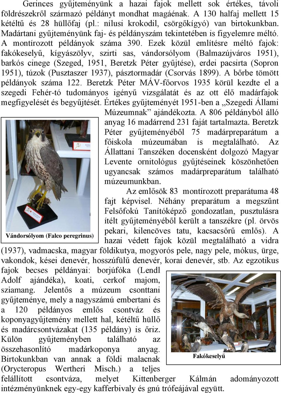 Ezek közül említésre méltó fajok: fakókeselyű, kígyászölyv, szirti sas, vándorsólyom (Balmazújváros 1951), barkós cinege (Szeged, 1951, Beretzk Péter gyűjtése), erdei pacsirta (Sopron 1951), túzok