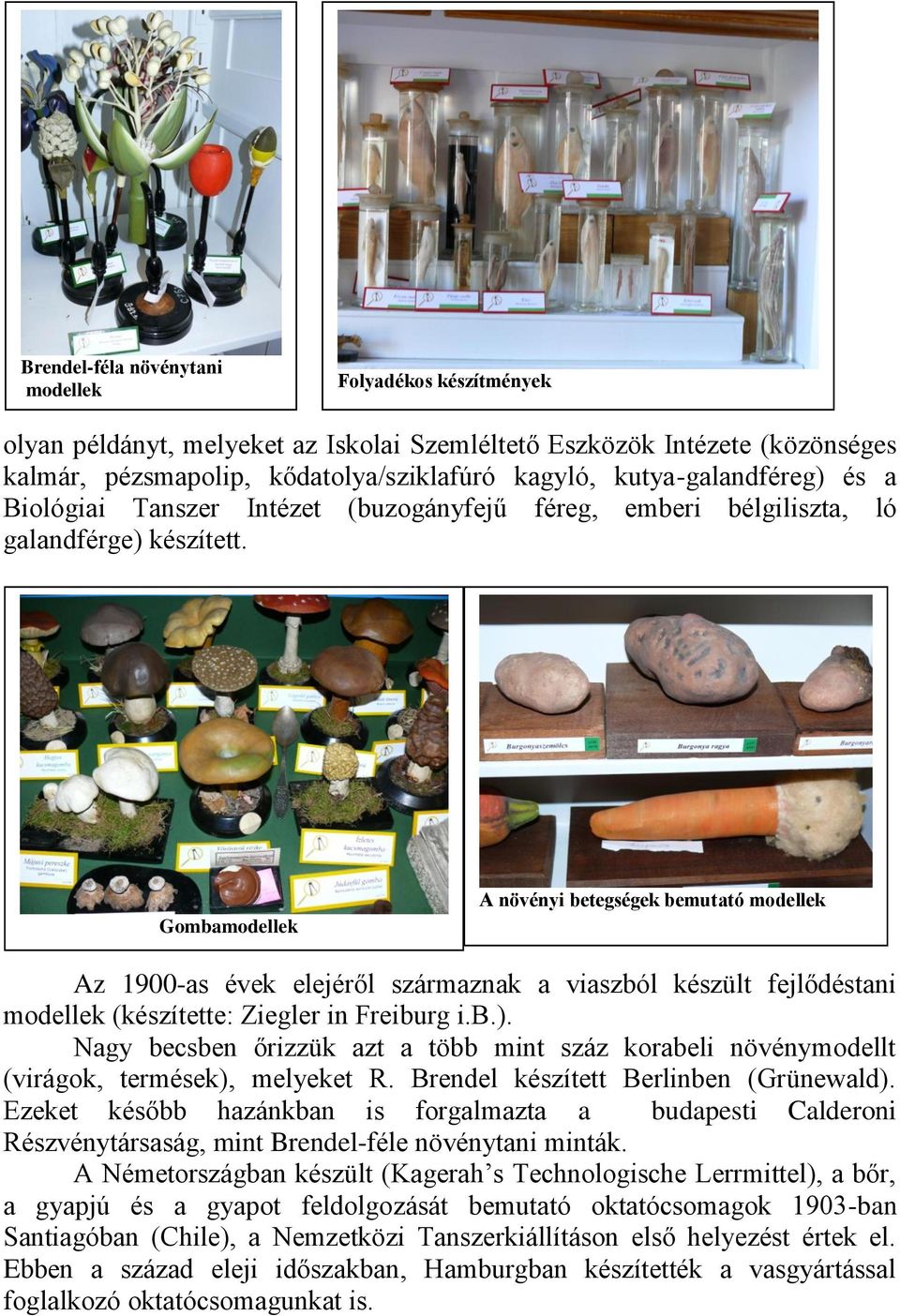 Gombamodellek A növényi betegségek bemutató modellek Az 1900-as évek elejéről származnak a viaszból készült fejlődéstani modellek (készítette: Ziegler in Freiburg i.b.).