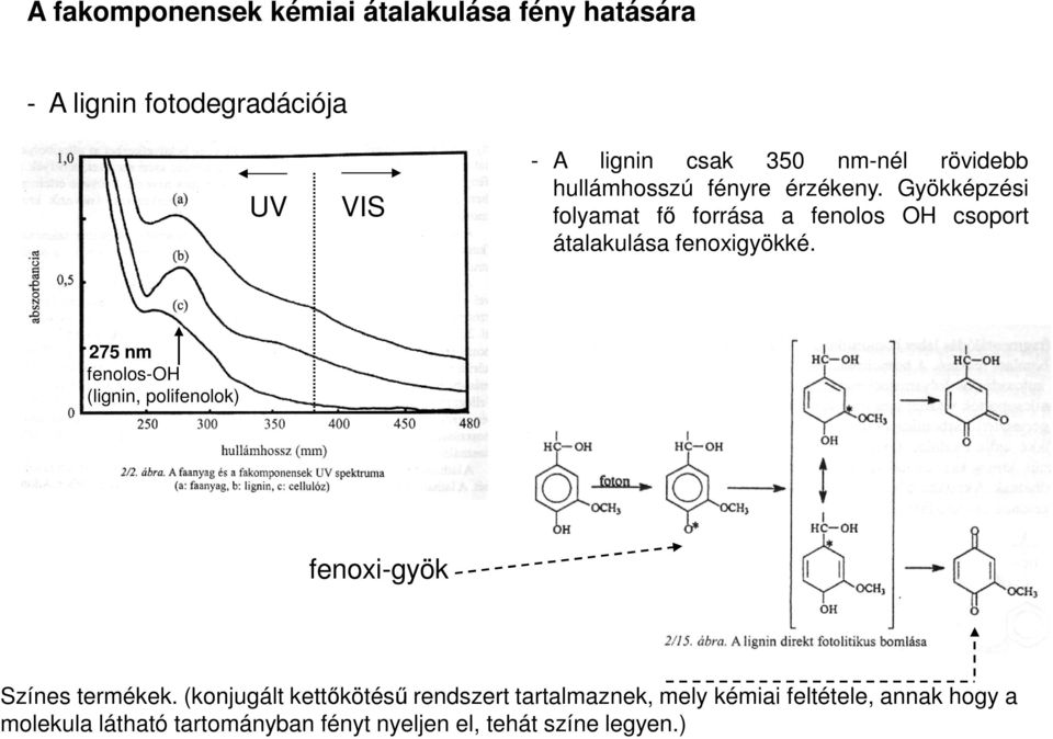 Gyökképzési folyamat fő forrása a fenolos OH csoport átalakulása fenoxigyökké.