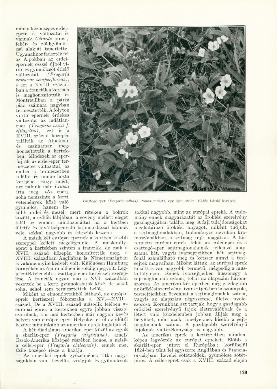 században a franciák a kertben is meghnsíttták és Mntreuilban a párisi piac számára nagyban termesztették. A flytn virító epernek érdekes váltzata az indátlaneper (Fragaria vesca f.