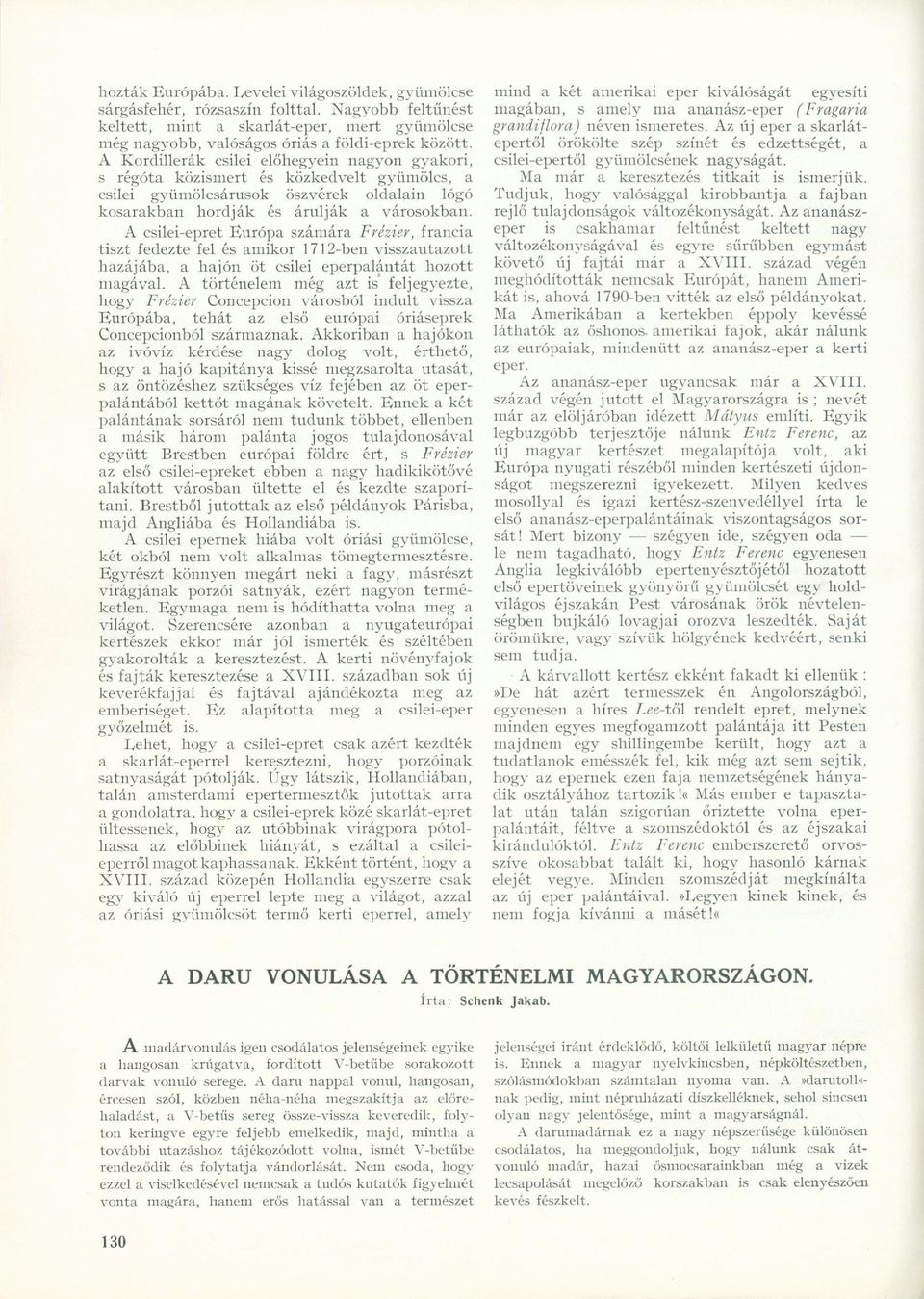 A csilei-epret Európa számára Frézier, francia tiszt fedezte fel és amikr 1712-ben visszautaztt hazájába, a hajón öt csilei eperpalántát hztt magával.